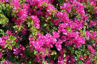 Closeup Bougainvillea