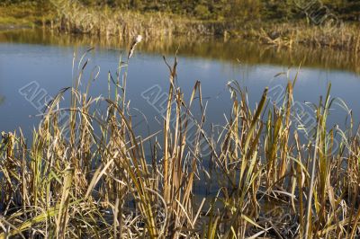 Dry cane