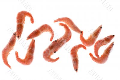 Frozen shrimp on white Frozen shrimp on white