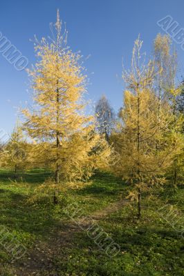 Fur trees forest