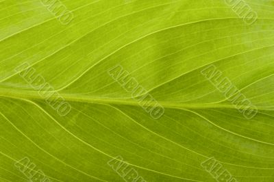 leaf macro leaf macro