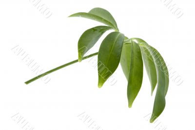 leaf on white background