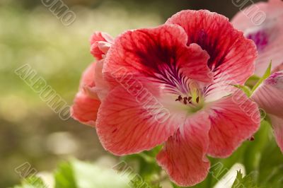 Red Geranium Red Geranium
