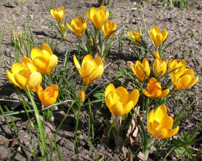 Blooming  yellow  crocus. 