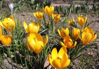 Blooming yellow crocus. Blooming yellow crocus.