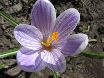 White crocus with purple veins White crocus with purple veins