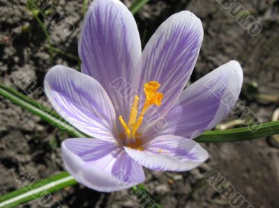 White crocus with purple veins