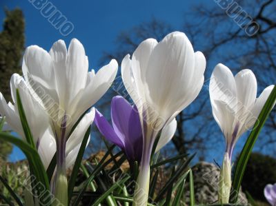 Blooming white crocus