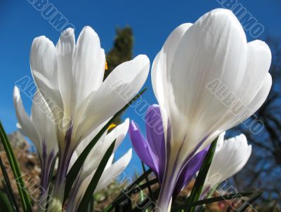 Blooming white crocus.