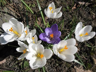 Blooming white crocus Blooming white crocus