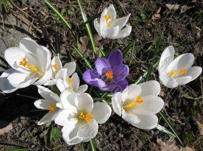 Blooming white crocus