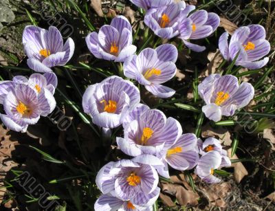 White crocus with purple veins