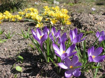 Blooming purple crocus.