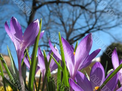 Blooming purple crocus.