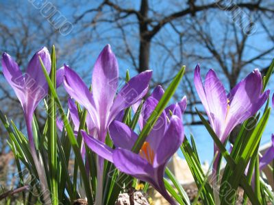 Blooming purple crocus