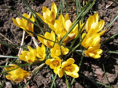 Blooming  yellow  crocus