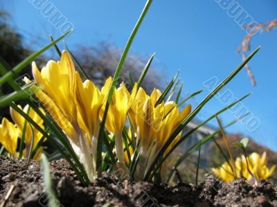Blooming  yellow  crocus