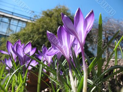 Blooming purple crocus.