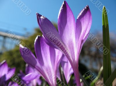 Blooming purple crocus. Blooming purple crocus.