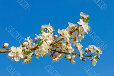 Flowering cherry twig