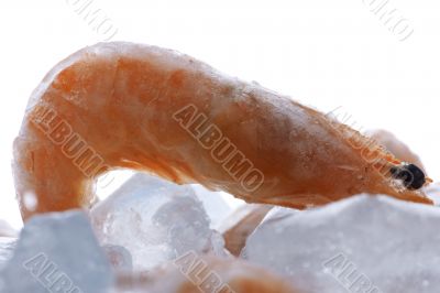 shrimp with ice on white shrimp with ice on white