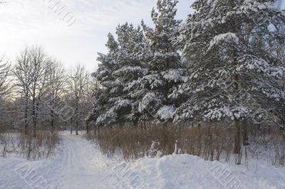 ski track in park ski track in park