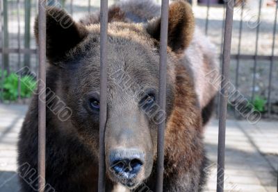 Brown Bear in the Cage