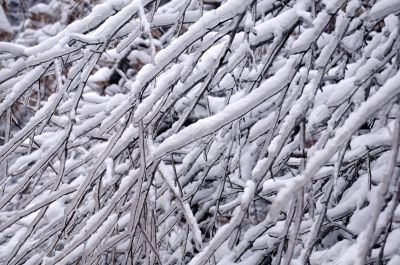 Closeup Icy Tree Twigs