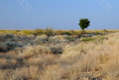 Lone Tree in Savanna