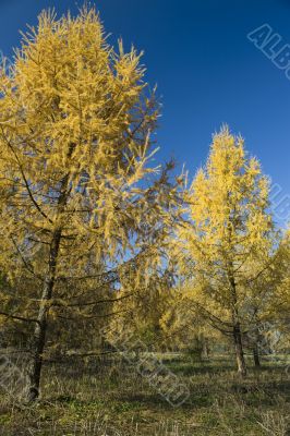 Two Yellow Fur tree