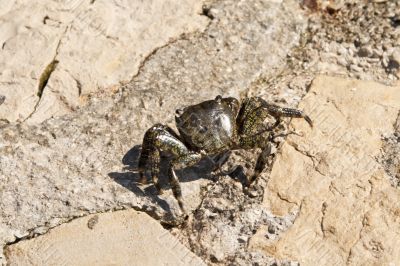 Adriatic Sea crab