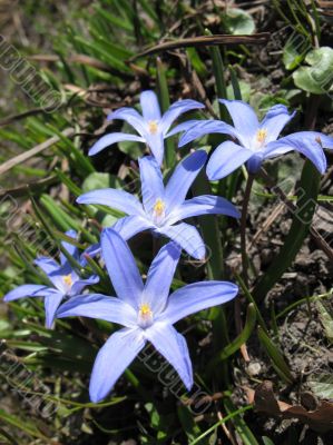  Chionodoxa