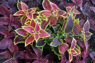 Closeup Ornamental Plants