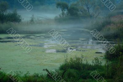 Foggy Swamp