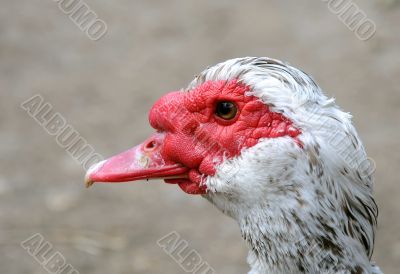 Head of Muscovy Duck