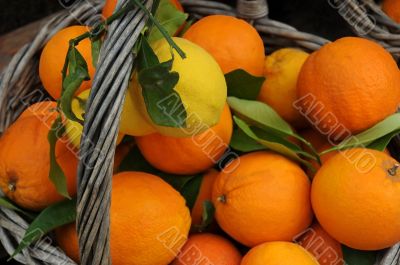 Closeup Oranges and Lemons in the Basket Closeup Oranges and Lemons in the Basket