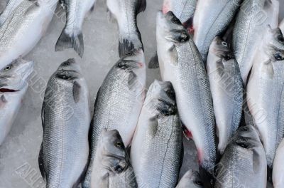 Fish On Ice Fish On Ice