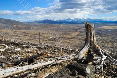 Old tree stump