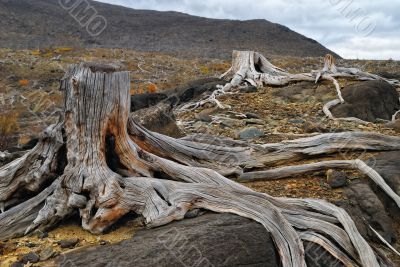 Old dead stumps
