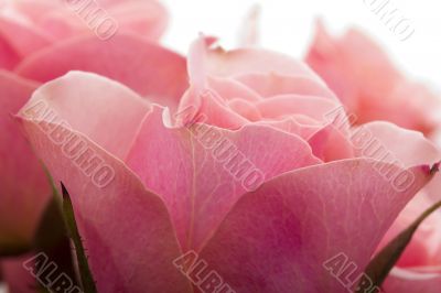 Pink Rose Pink Rose
