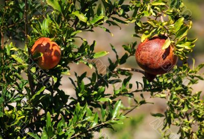 Pomegranates on the Tree Pomegranates on the Tree