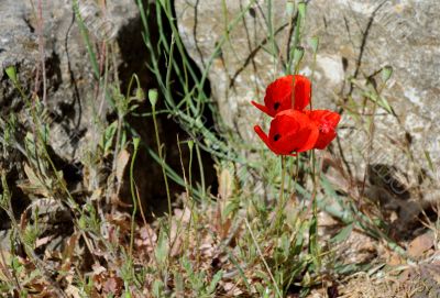 Poppy Flowers on Stony Ground