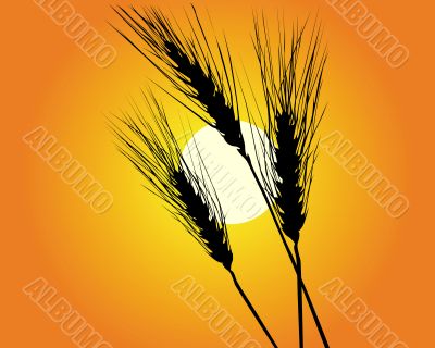 Wheat ears Wheat ears