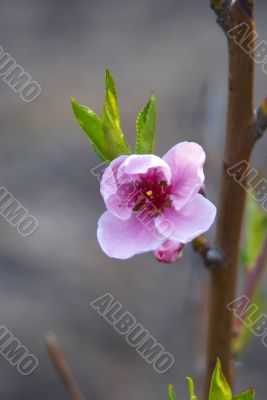 branch with blooming peach branch with blooming peach