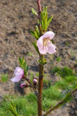 branch with blooming peach branch with blooming peach