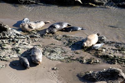 Baby and Mama Seals