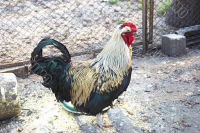 cock with colorful feathers