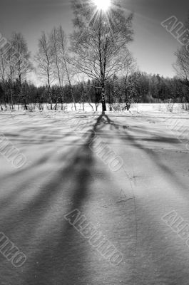 Winter sun_BW