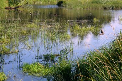 Overgrown Pond in Central Russia