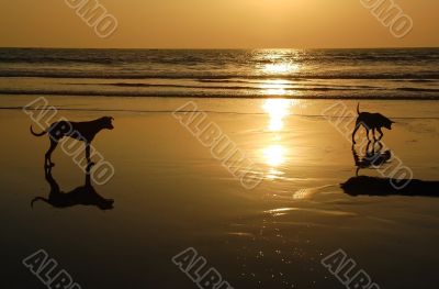 Two Dogs at Sunset